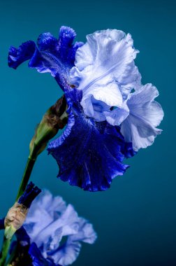 Zarif Mavi İris Canlı Bir Teal Arkaplanına Karşı Çiçek Açtı
