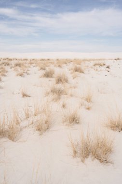 New Mexico 'daki White Sands Ulusal Parkı' nda çimler