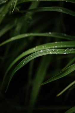 Yağmur Damlacıklarıyla Eğri Çimen