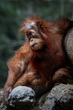 Bebek Sumatra Orangutan 'ın Portresi