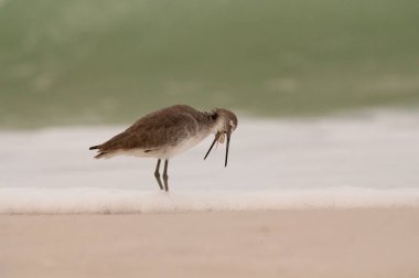 Willet kumsalda kum, çakıl taşı ve deniz kabuğu kusar.