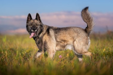 Mutlu köpek tarlada yürüyor