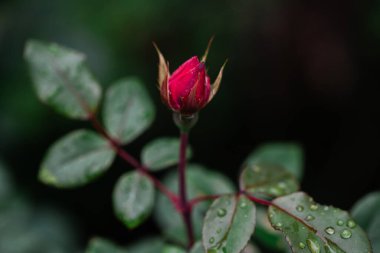 Çiğ kaplı bir gül goncası ve Yaprakların Macro 'su