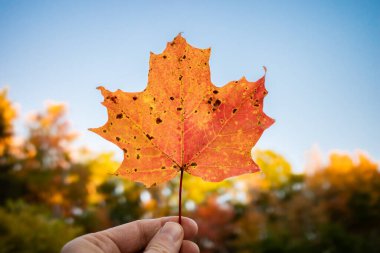 Mavi gökyüzüne tutulmuş turuncu bir akçaağaç yaprağı.