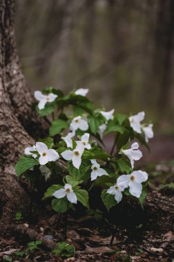 İlkbaharda bir ağacın dibinde açan trilyum çiçeği kümesi..