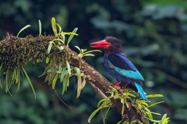 Mavi karınlı balıkçı bir ağaç dalında