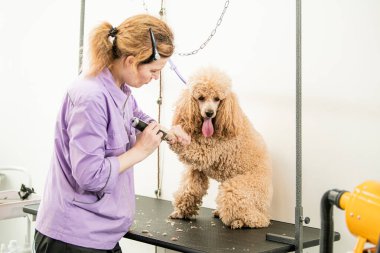 Kayısı kanişi ve tımarcısıyla tımar seansı.