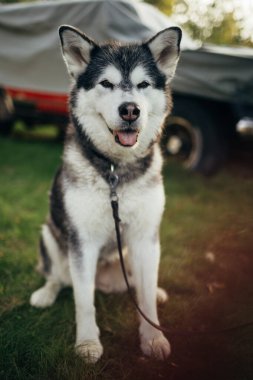 Alaska malamute köpeği Stockholm 'de çimlerin üzerinde oturuyor, İsveç