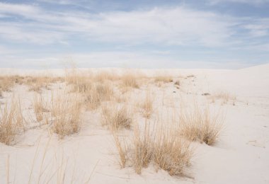 New Mexico 'daki White Sands Ulusal Parkı' nda çimler