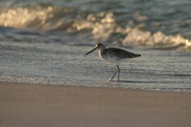 Okyanusta kıyı kuşlarının ayakları üzerinde yüzen deniz köpüğü kabarcıkları.