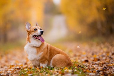 Pembroke Welsh Corgi sosisi sonbaharda kuru yaprakların üzerinde oturuyor.