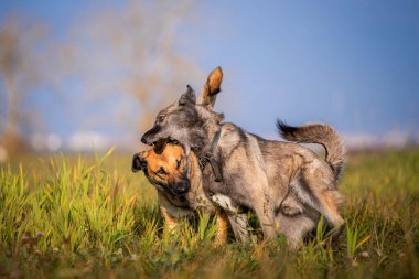 İki köpek yeşil çimenlikte oynuyor.