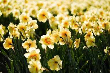 Lisse Tarlalarında Canlı Bahar Çiçeği Açtı
