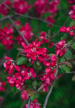 Baharda çiçek açan yaban elması ağacının pembe çiçeklerine yakın..