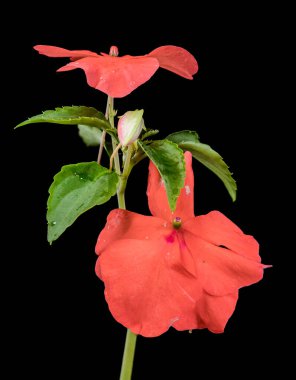 Canlı Orange Impatiens Çiçekleri ve Siyah Üzerine Bud