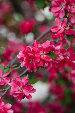 Baharda çiçek açan yaban elması ağacının pembe çiçeklerine yakın..