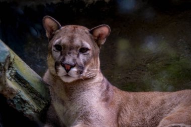 Sonbahar ormandaki güzel Puma portresi. Amerikan Puma