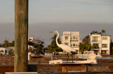 Florida Rıhtımı 'nda balık temizleme lavabosundaki beyaz balıkçıl kuşu.