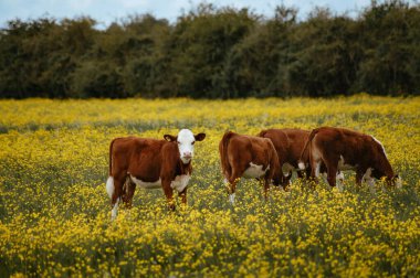 Düğünçiçeği tarlasında inek sürüsü. Bir inek kameraya bakıyor..
