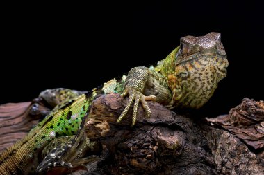 Dikenli kuyruklu iguana ağaçta