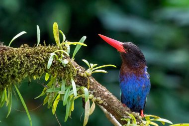 Mavi karınlı balıkçı bir ağaç dalında