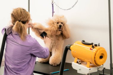 Kaniş Bakım Oturumu Üfleme ve Fırçalama