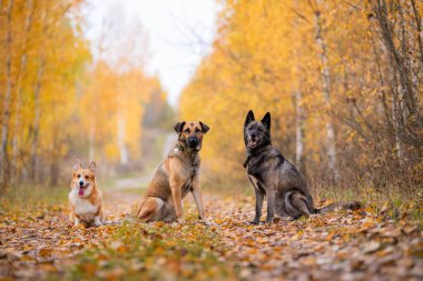 Altın sonbahar yapraklarıyla kaplı kırsal bir yolda üç köpek oturuyor.