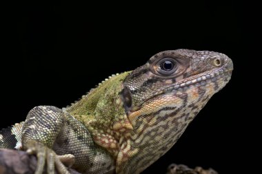 Dikenli kuyruklu iguana ağaçta