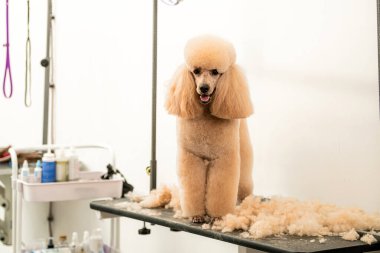 Kaniş Groomer 's Table' da kısa kürkle tımarlanıyor