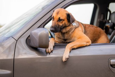 Köpek bir arabanın dikiz aynasında kendine bakar.