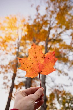 Bir portakal akçaağaç yaprağı Sonbahar ağaçlarının tepesinde