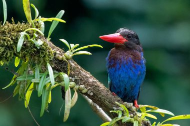 Mavi karınlı balıkçı bir ağaç dalında
