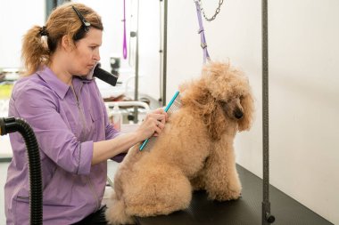 Bir kuaför tarakla bir kanişin tüylerini tarar.