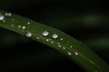 Düşük Işık Altında Çimen Bıçağında Damlacıklar