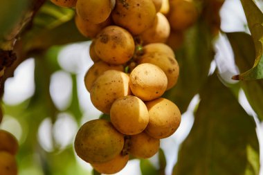 Ağaçtaki olgun Lansium parazitinin düşük açılı görüntüsü