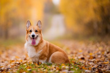 Düşen yaprakların üzerinde oturan Mutlu Corgi köpeği