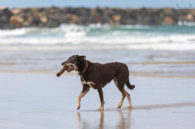 Kelpie köpek sahilde ağzında bir sopayla koşuyor.