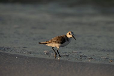 Beyaz ve siyah zımpara kuşları sakin okyanus sularında yürürler.