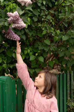 Çocuk çiçek açan leylak çiçeklerine dokunmak için kolunu yukarı doğru uzatıyor..