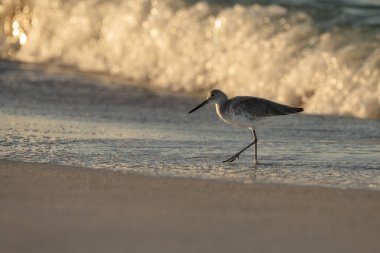 Güneşli Florida en iyi yiyecekleriyle sahil kuşunu karşılayacak.