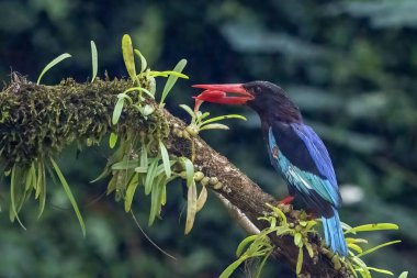 Mavi karınlı balıkçı bir ağaç dalında