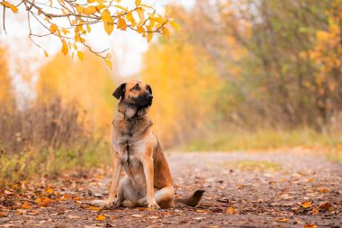 Parktaki yolda kahverengi köpek.