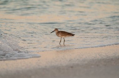 Tropikal altın saat boyunca ılık okyanus suyunda yürüyorlar.