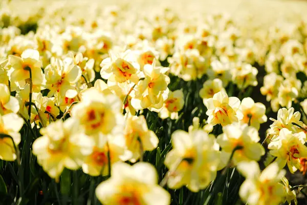 Hollanda 'da Günışığı Narcissus' un Tam Çiçek Alanı