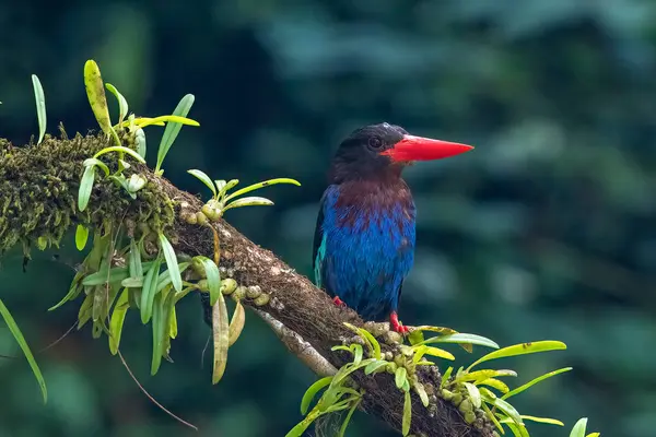 Mavi karınlı balıkçı bir ağaç dalında