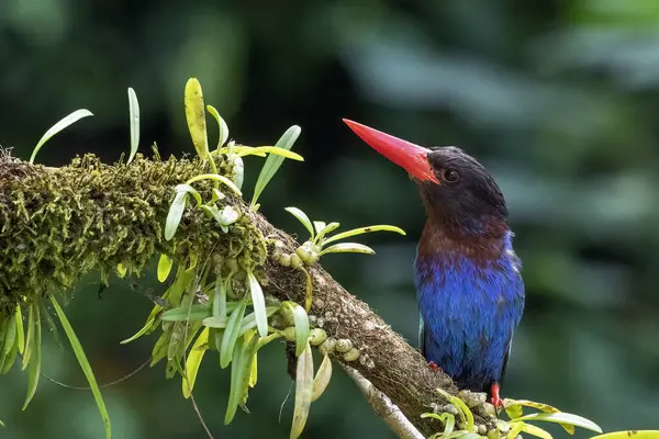 Mavi karınlı balıkçı bir ağaç dalında