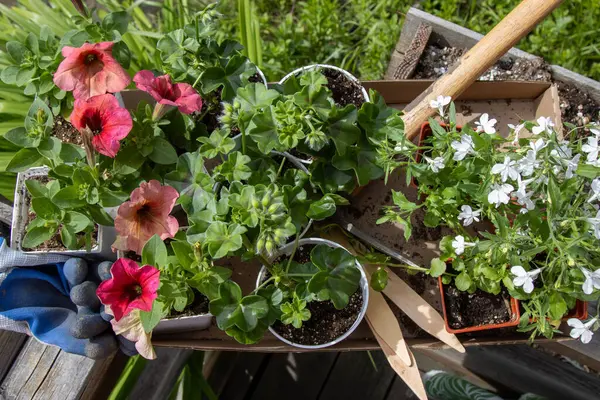 Kırsal verandada tepside bitkiler.