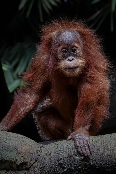 Bebek Sumatra Orangutan 'ın Portresi