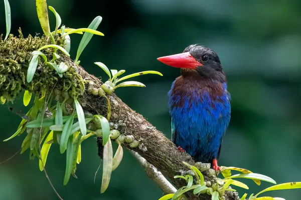 Mavi karınlı balıkçı bir ağaç dalında