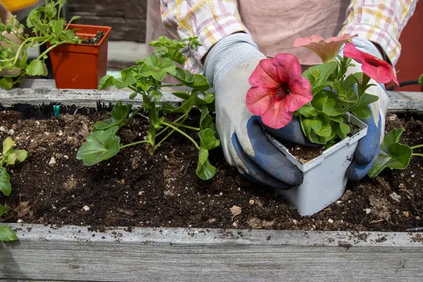 Pembe petunyayı, sardunyanın yanındaki ahşap ekiciye yerleştiriyorum.